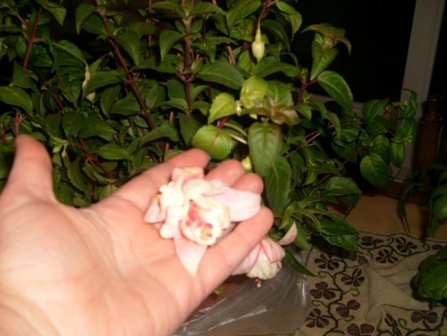 Name:  S6307146.jpg
Views: 780
Size:  42.7 KB