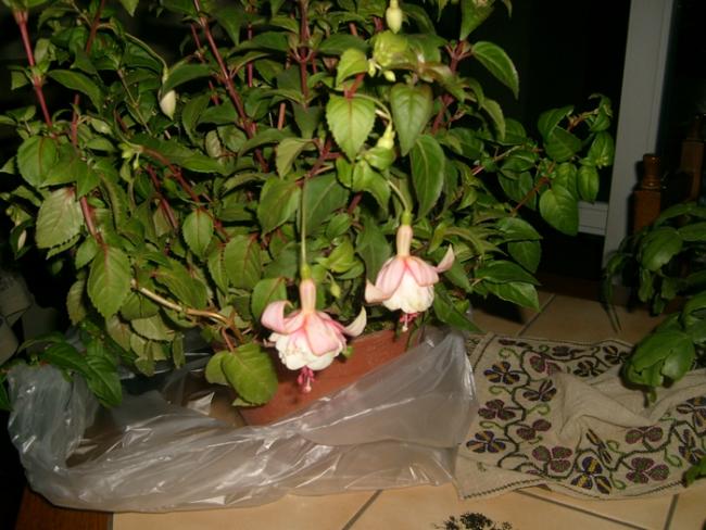 Name:  S6307149.jpg
Views: 773
Size:  54.8 KB
