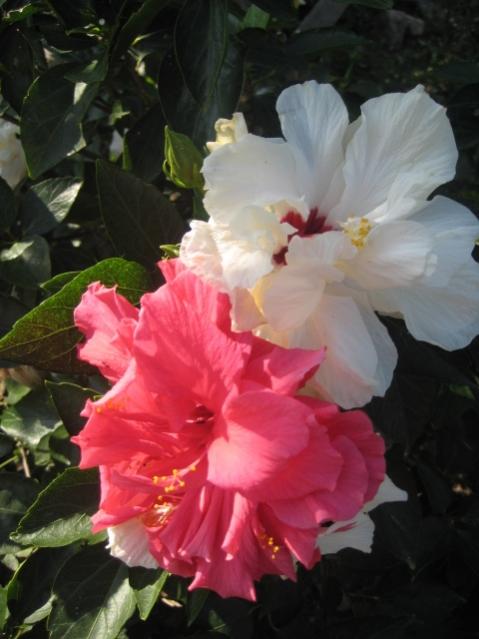 Name:  IMG_1616.jpg
Views: 1000
Size:  37.8 KB