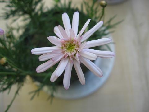 Name:  ak p.JPG
Views: 1883
Size:  26.0 KB