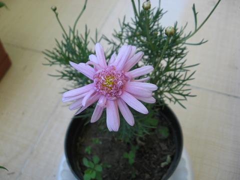 Name:  ak pembe.JPG
Views: 1929
Size:  29.2 KB