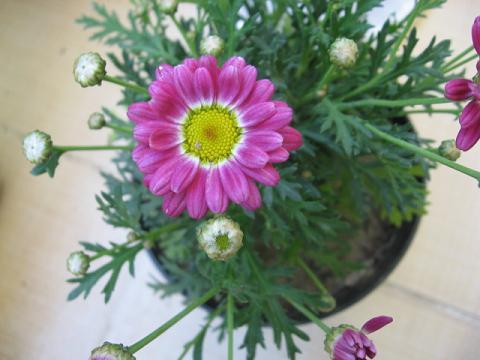 Name:  bilinmeyen1.JPG
Views: 1948
Size:  36.3 KB