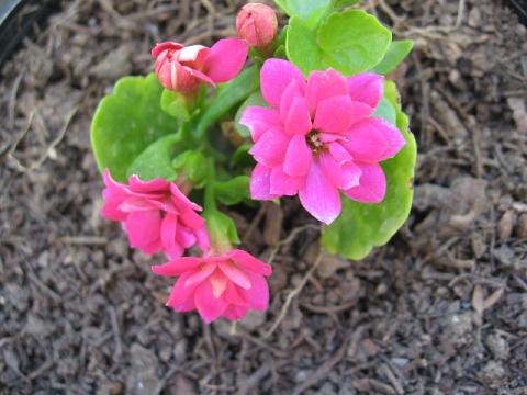 Name:  yeni kalanchoe.JPG
Views: 1909
Size:  41.4 KB