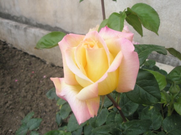 Name:  P5060618 (600 x 450).jpg
Views: 1248
Size:  53.0 KB