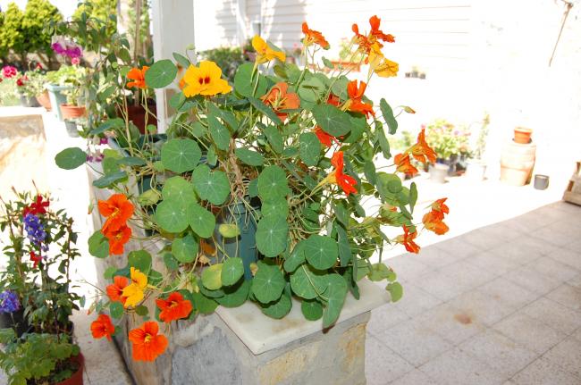 Name:  DSC_0213.jpg
Views: 1028
Size:  58.4 KB