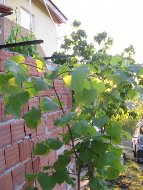 Name:  Resim 045.jpg
Views: 1921
Size:  50.5 KB