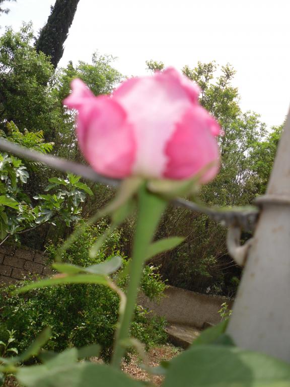 Name:  SDC10595 copy.jpg
Views: 1306
Size:  71.1 KB