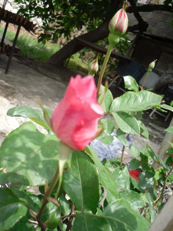 Name:  SDC10596 copy.jpg
Views: 1308
Size:  72.6 KB