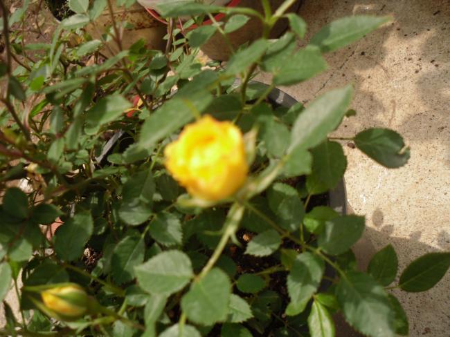 Name:  SDC10597 copy.jpg
Views: 1305
Size:  52.4 KB