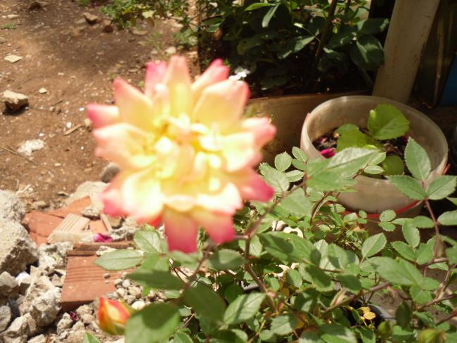 Name:  SDC10599 copy.jpg
Views: 1282
Size:  58.6 KB