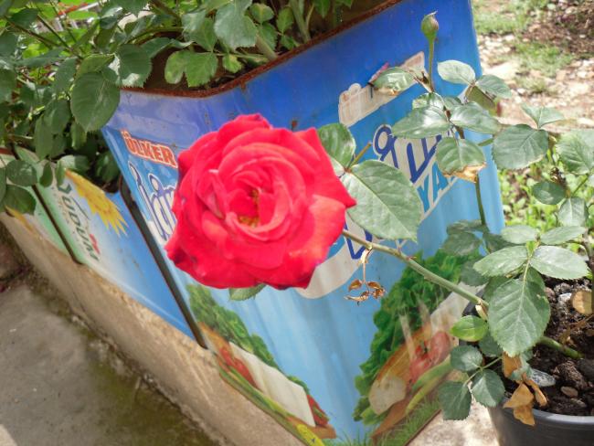 Name:  SDC10600 copy.jpg
Views: 1254
Size:  59.1 KB