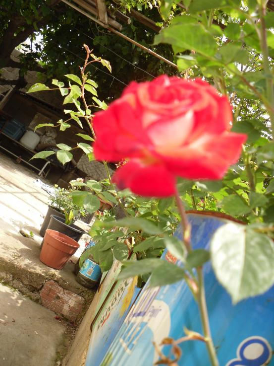Name:  SDC10601 copy.jpg
Views: 1284
Size:  75.3 KB