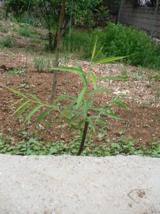 Name:  SDC10606 copy.jpg
Views: 1247
Size:  75.0 KB