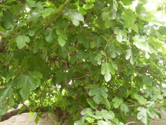 Name:  SDC10608 copy.jpg
Views: 1318
Size:  65.3 KB