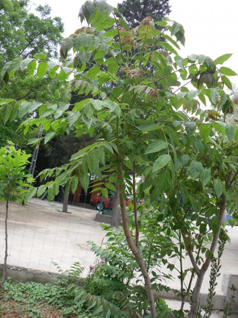 Name:  SDC10612 copy.jpg
Views: 1270
Size:  75.7 KB