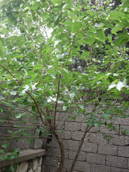 Name:  SDC10614 copy.jpg
Views: 1599
Size:  73.6 KB
