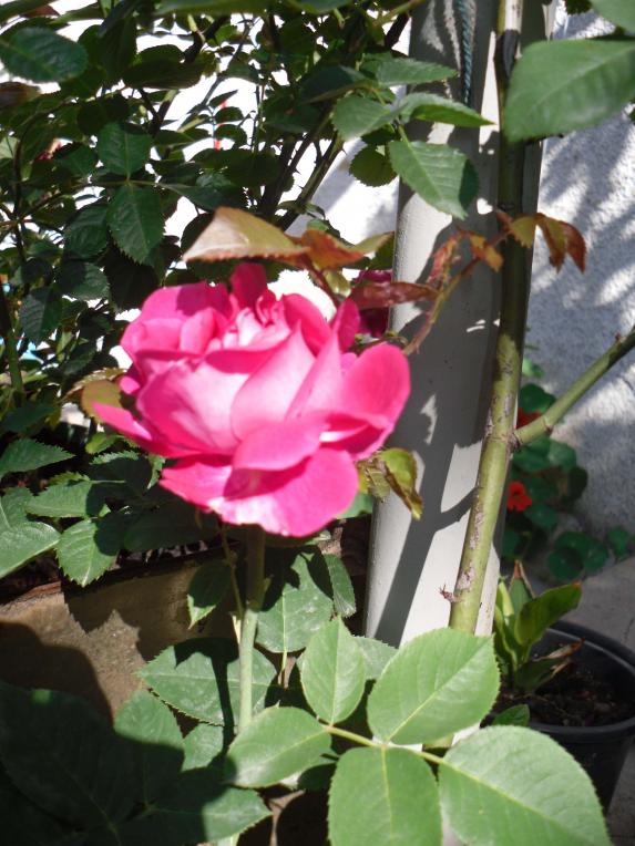 Name:  SDC10618 copy.jpg
Views: 1273
Size:  74.6 KB
