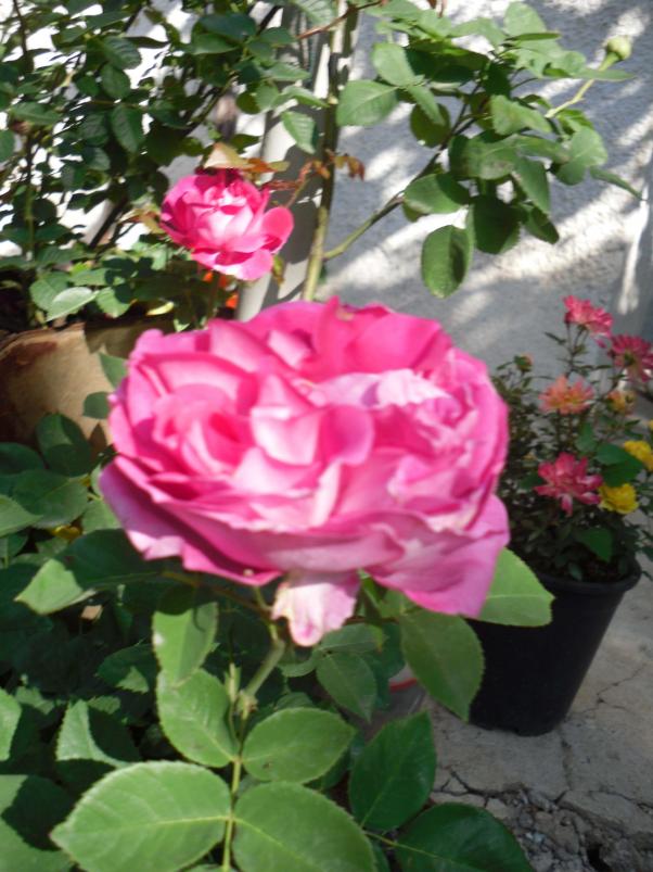 Name:  SDC10619 copy.jpg
Views: 1257
Size:  73.4 KB