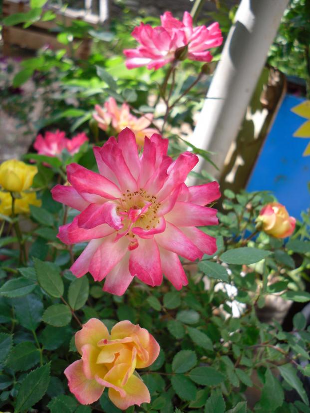 Name:  SDC10622 copy.jpg
Views: 1261
Size:  71.5 KB