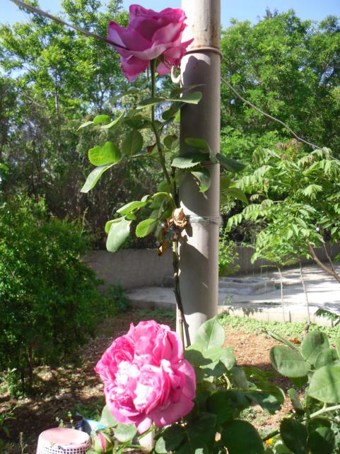 Name:  SDC10623 copy.jpg
Views: 1260
Size:  78.0 KB