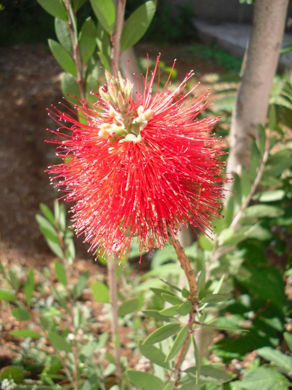 Name:  SDC10624 copy.jpg
Views: 1253
Size:  73.5 KB