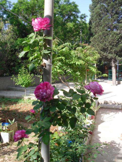 Name:  SDC10625 copy.jpg
Views: 1199
Size:  77.9 KB