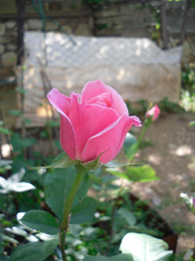 Name:  SDC10626 copy.jpg
Views: 1238
Size:  52.6 KB