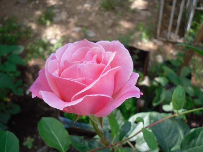 Name:  SDC10627 copy.jpg
Views: 1266
Size:  37.0 KB