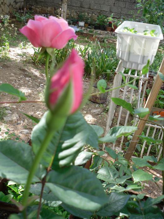 Name:  SDC10628 copy.jpg
Views: 1218
Size:  75.2 KB