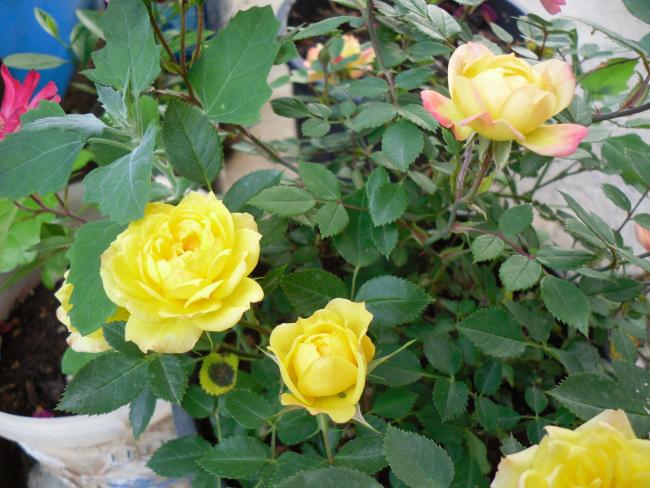 Name:  SDC10630 copy.jpg
Views: 790
Size:  57.4 KB