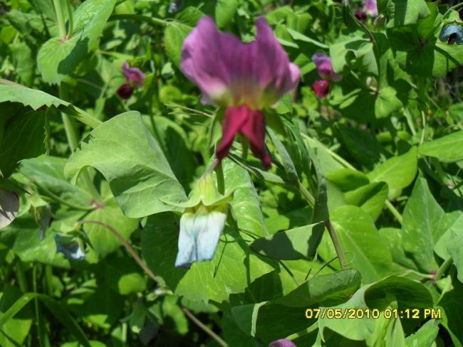 Name:  Resim 461.jpg
Views: 771
Size:  55.8 KB