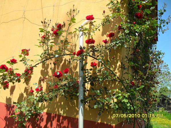 Name:  Resim 470.jpg
Views: 769
Size:  71.7 KB