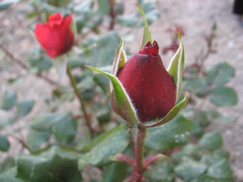 Name:  tomurcuk gl.JPG
Views: 5799
Size:  29.5 KB