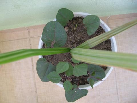 Name:  ss bezelyesi.JPG
Views: 2157
Size:  29.3 KB