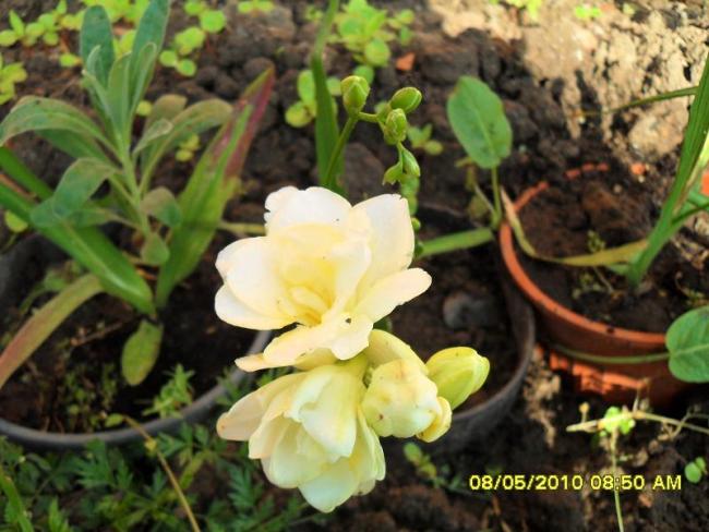 Name:  Resim 500.jpg
Views: 736
Size:  51.2 KB