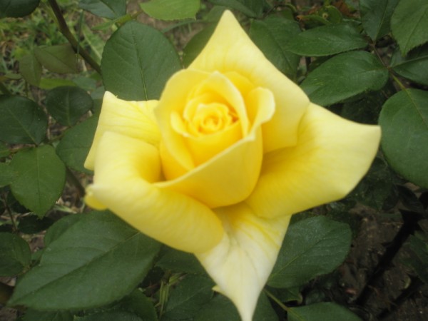 Name:  P5080631 (600 x 450).jpg
Views: 1246
Size:  49.4 KB