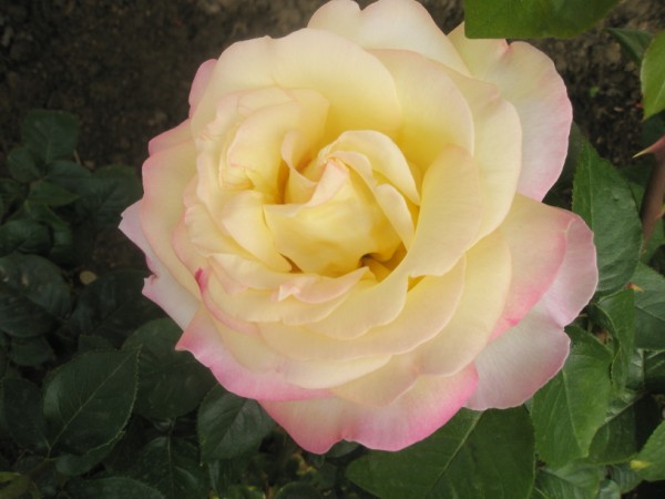 Name:  P5080635 (600 x 450).jpg
Views: 1260
Size:  48.4 KB