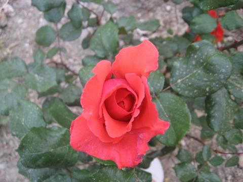 Name:  krmz gl 1.JPG
Views: 2325
Size:  34.3 KB