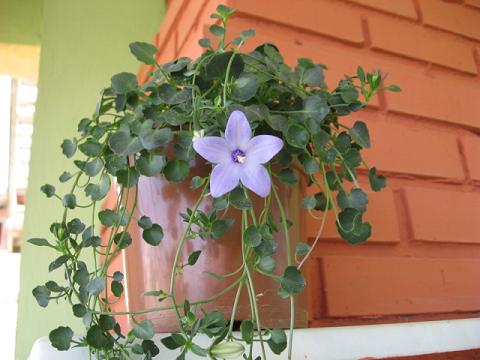 Name:  mavi.JPG
Views: 2279
Size:  38.1 KB