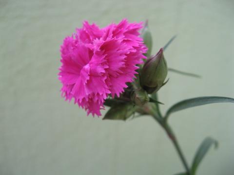 Name:  karanfil 1.JPG
Views: 7274
Size:  18.9 KB