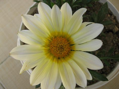 Name:  a sar gazanya.JPG
Views: 2102
Size:  29.2 KB