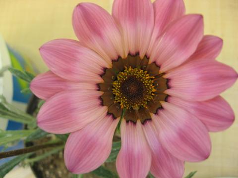 Name: pembe gazanya.JPG
Views: 2064
Size: 29.2 KB