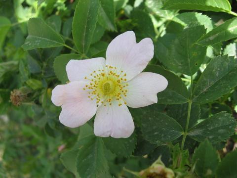 Name:  kuburnu iei.JPG
Views: 2816
Size:  33.6 KB