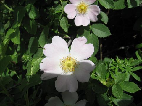 Name:  kuburnu iei1.JPG
Views: 2134
Size:  34.9 KB