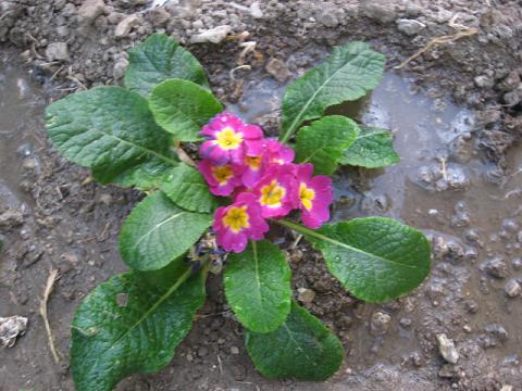 Name:  uha .JPG
Views: 2247
Size:  49.5 KB