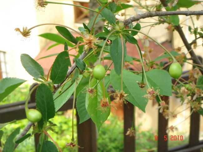 Name:  DSC09813.jpg
Views: 799
Size:  51.3 KB