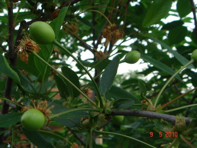 Name:  DSC09892.jpg
Views: 782
Size:  50.0 KB