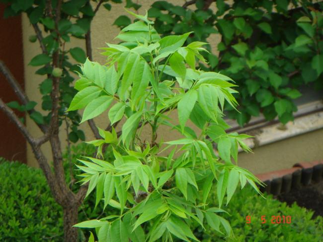 Name:  DSC00004.jpg
Views: 822
Size:  52.2 KB