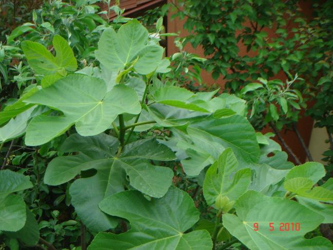 Name:  DSC00002.jpg
Views: 812
Size:  55.1 KB