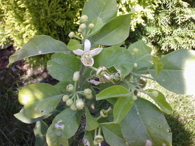 Name:  POMELO 2.jpg
Views: 867
Size:  66.4 KB